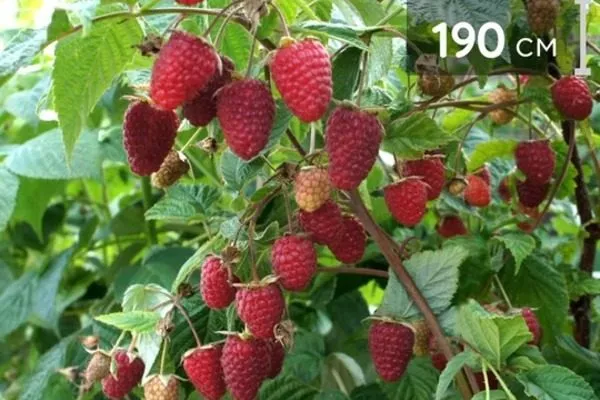 малина сорта Нижегородец