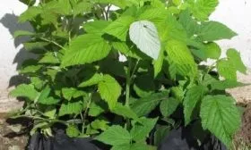 саженцы малины Нижегородец