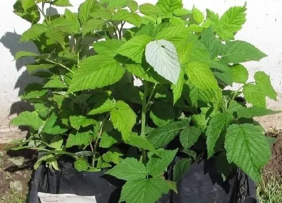 саженцы малины Нижегородец