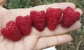 плоды сорта Нижегородец