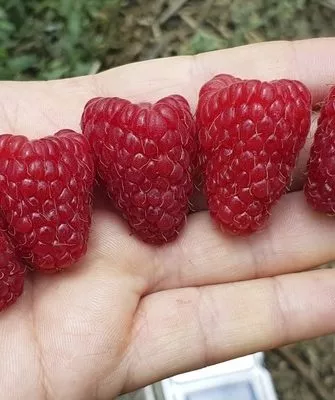 плоды сорта Нижегородец