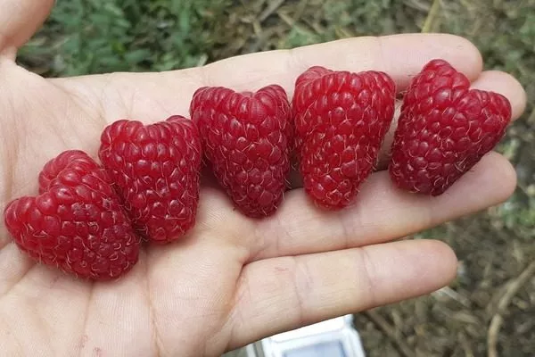 плоды сорта Нижегородец