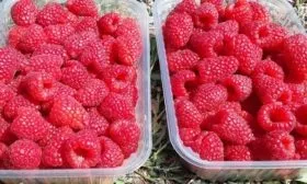 собирайте малину Нижегородец в небольшие ёмкости