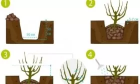 посадка малины Нижегородец: правила