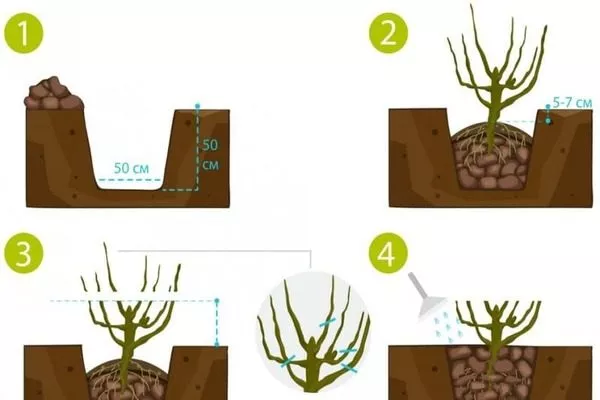 посадка малины Нижегородец: правила