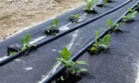 капельная система полива посадки малины Нижегородец