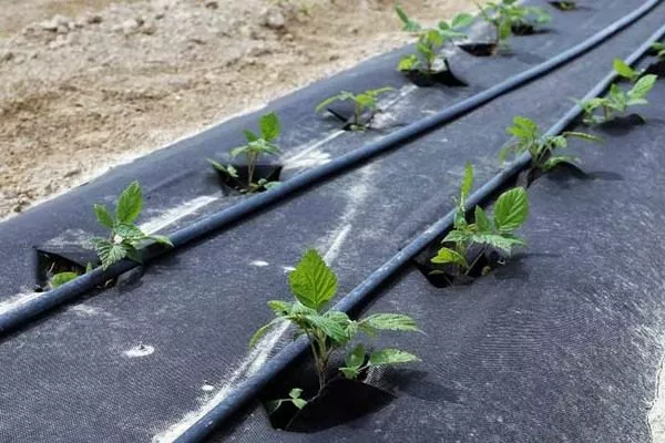 капельная система полива посадки малины Нижегородец