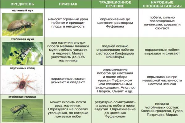 вредители малины Нижегородец