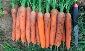 Сорт Нантская 4