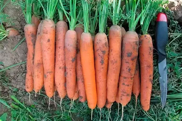 Сорт Нантская 4