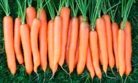 Сорт Витаминная 6