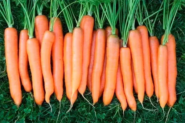 Сорт Витаминная 6