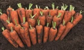 плоды Каспия