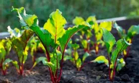 Состав грунта для посадки