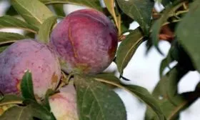 Состав и калорийность