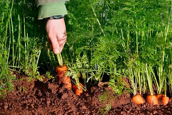 созревание Морковь НИИОХ 336