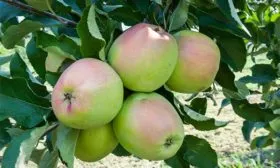 Созревание Яблоня Лигол