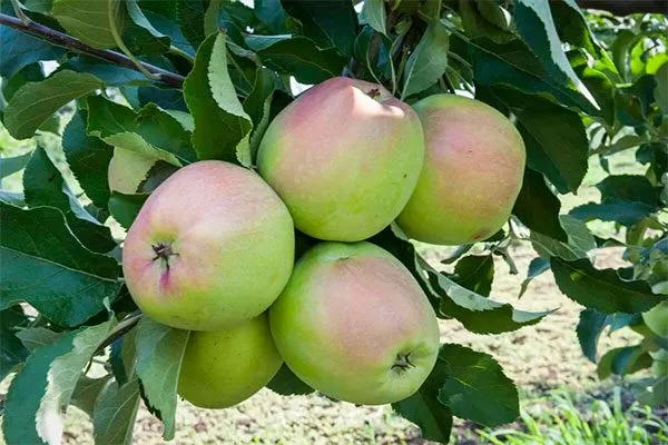 Созревание Яблоня Лигол