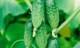 Специфичность кустов и зеленцов2