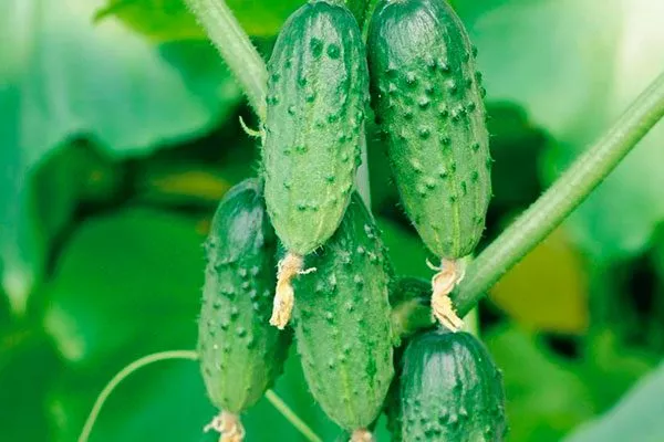 Специфичность кустов и зеленцов2