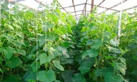 Специфика формирования куста