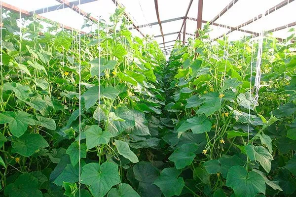 Специфика формирования куста