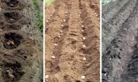 способы посадки картофеля Кингсмен