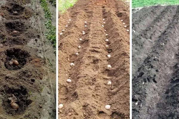 способы посадки картофеля Кингсмен