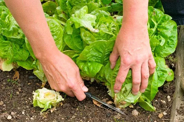 срезка салата