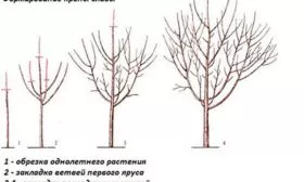 Сроки и методы обрезки