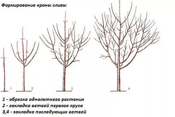Сроки и методы обрезки