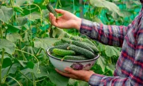 Сбор урожая и хранение