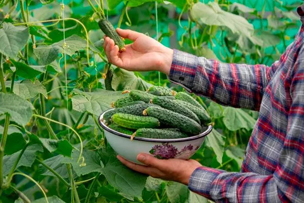 Сбор урожая и хранение