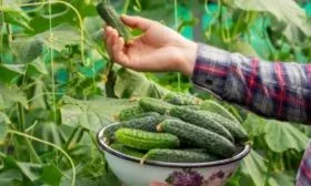 сбор урожая Мадрилене