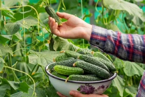 сбор урожая Мадрилене