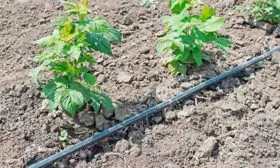 капельный полив