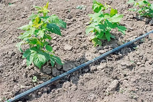 капельный полив