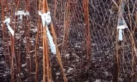 Стойкость к холодам и подготовка к зиме