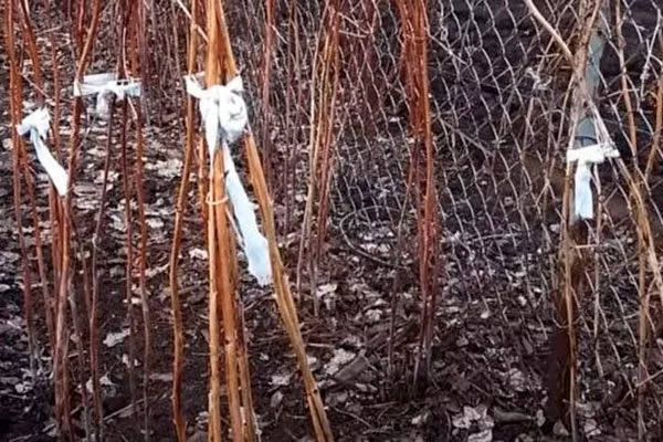 Стойкость к холодам и подготовка к зиме