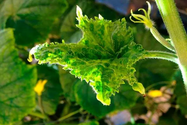 Стойкость к вредителям и заболеваниям