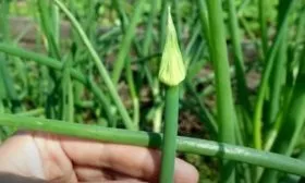 стрелкование лука Альфа