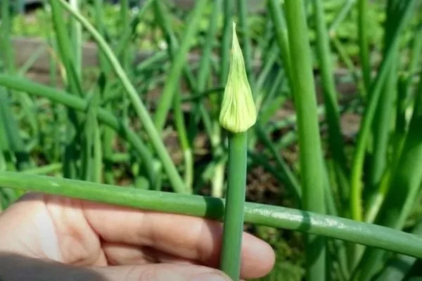 стрелкование лука Альфа