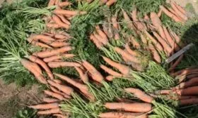 сушка моркови император