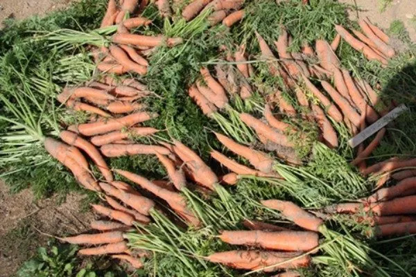 сушка моркови император