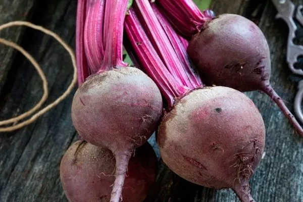 Свёкла Бон-Бон: цилиндрическая для кулинарии