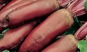 свекла Родена