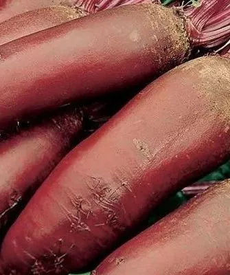 свекла Родена