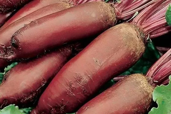 свекла Родена