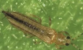 Табачный луковый трипс на луке сорта Чиполлино