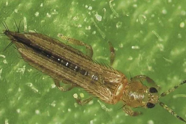 Табачный луковый трипс на луке сорта Чиполлино